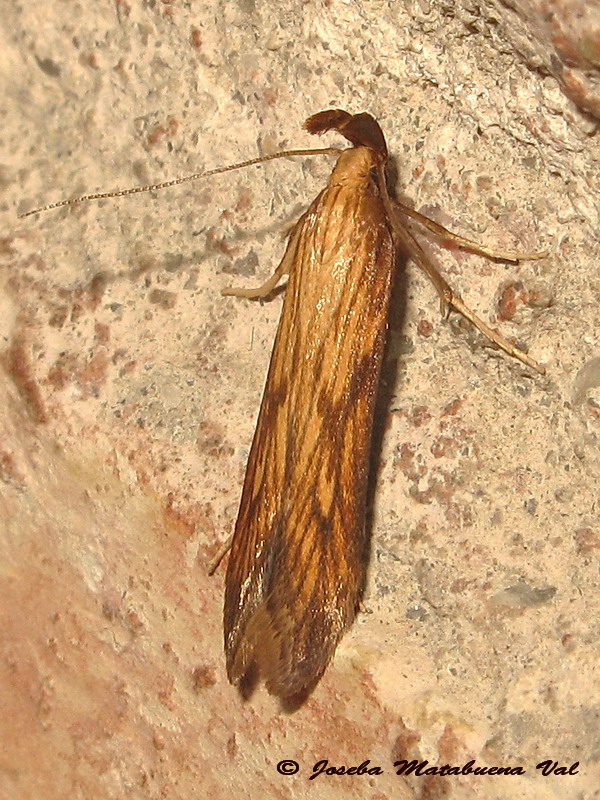 Metzneria neuropterella - Gelechiidae